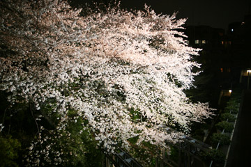 五反田の桜
