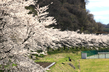 嬬恋村の三原桜並木