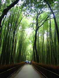 天龍寺・竹林の道