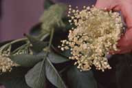 �}���i�D�A�b�V��